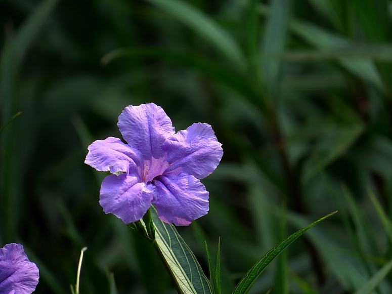 一组生命力顽强的兰花草图片