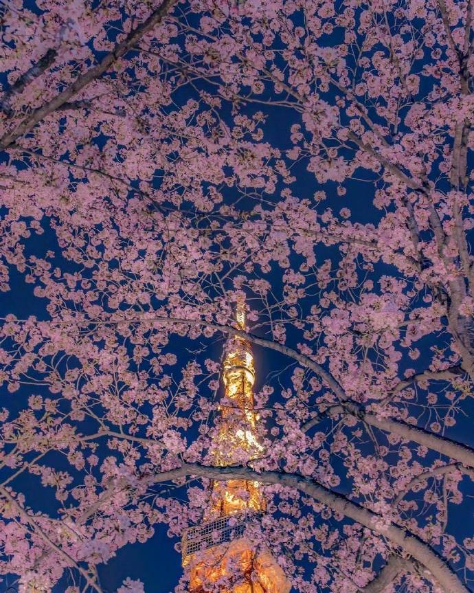 夜间樱花也美的别有一番韵味