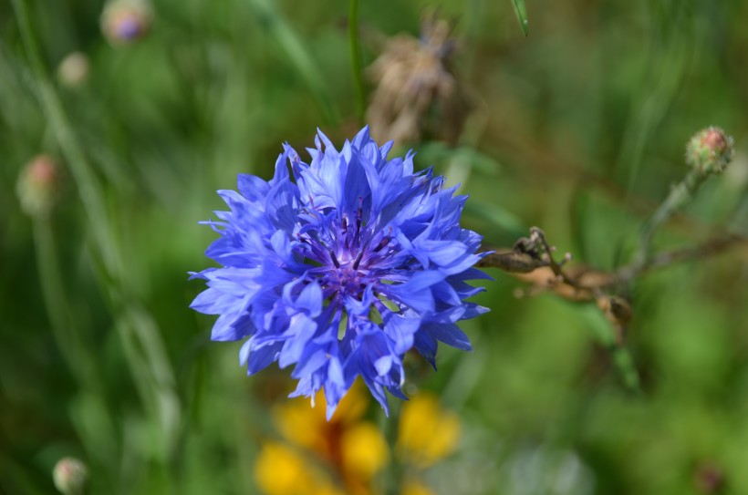 藍(lán)色的矢車(chē)菊?qǐng)D片