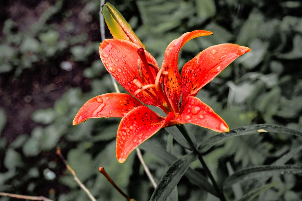 雨中橙色百合花唯美图片欣赏