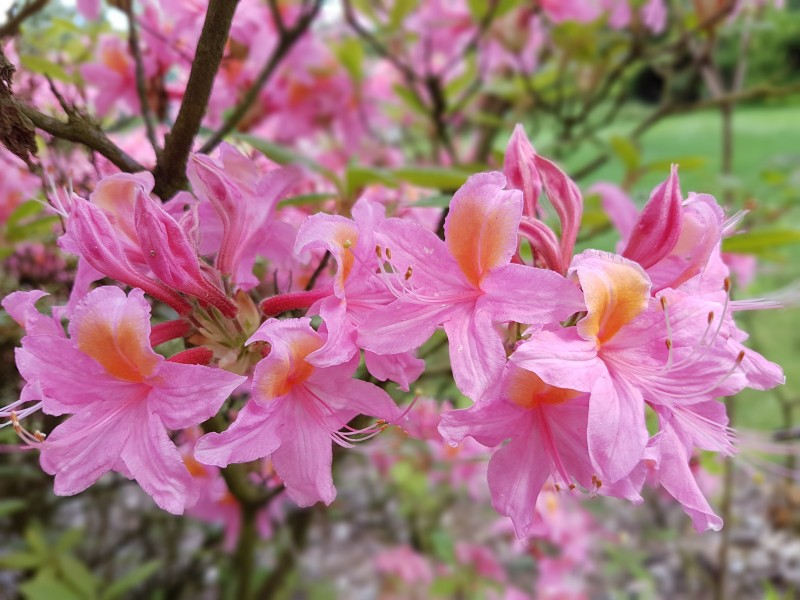 花色绚丽的杜鹃花图片