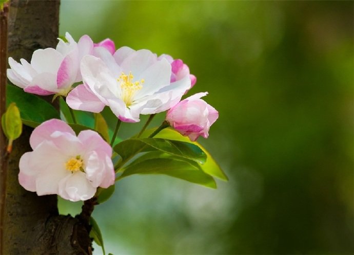 花色艷麗，花姿嬌柔優(yōu)美的海棠花