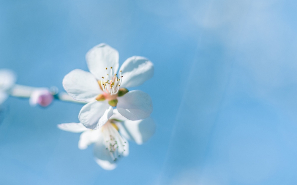 清新淡雅花卉图片桌面壁纸