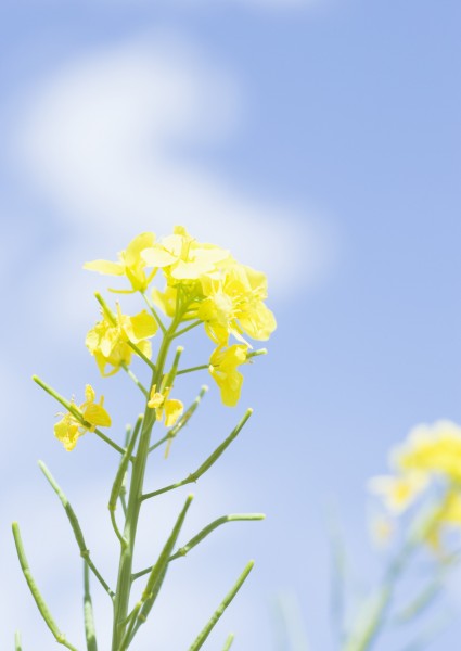 纯香野花图片