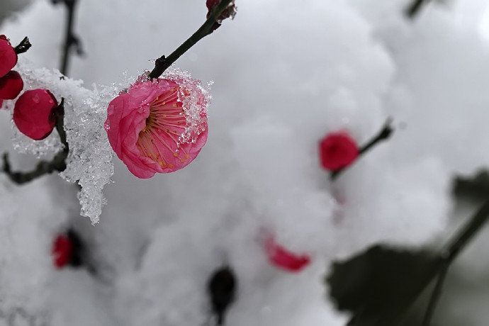 江南未雪梅花白，憶梅人是江南客