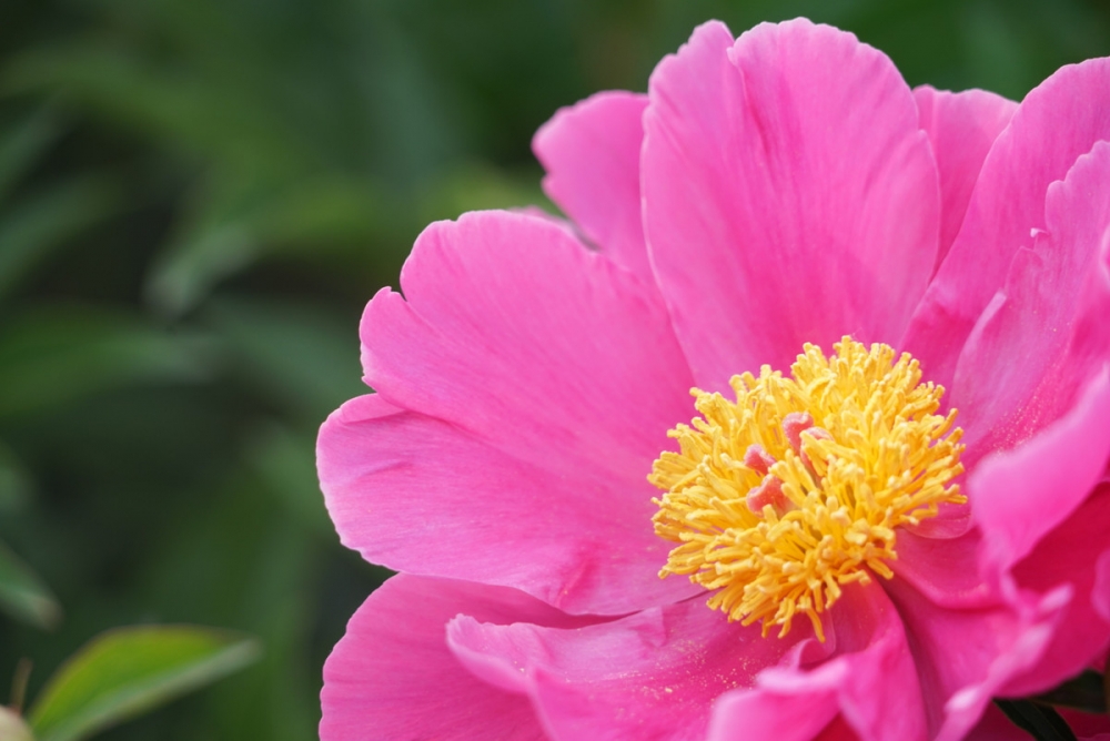 “花相”芍藥花圖片大全大圖