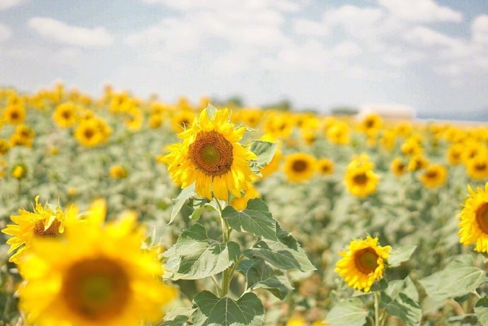 一组生机勃勃的花花草草图片