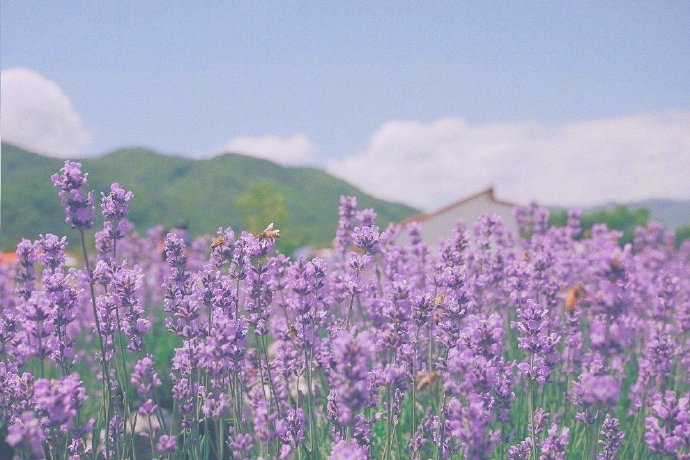 薰衣草的香是人生中的某種半夢(mèng)半醒的狀態(tài)