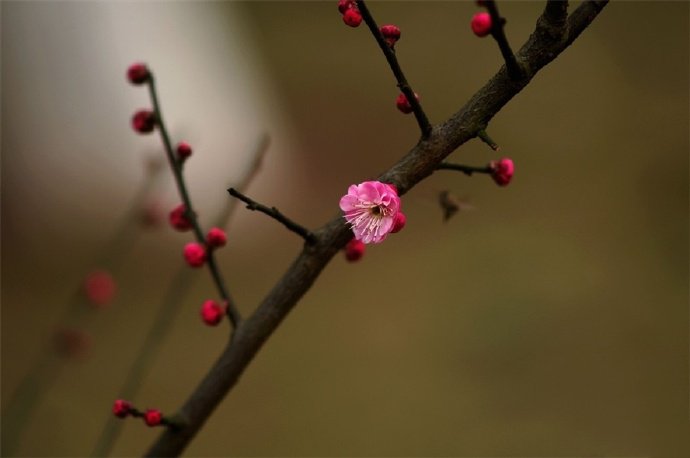 百花争春齐盛放，梅花守冬独俏开