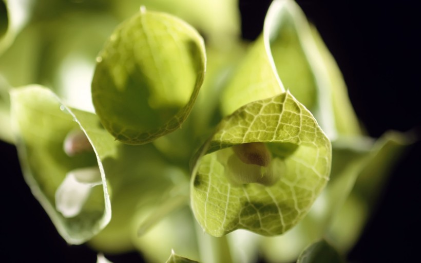 植物花卉微距攝影圖片第二組