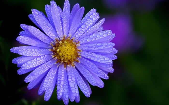 雨后花卉微距高清桌面壁纸