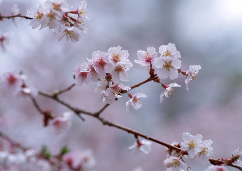 櫻花樹圖片