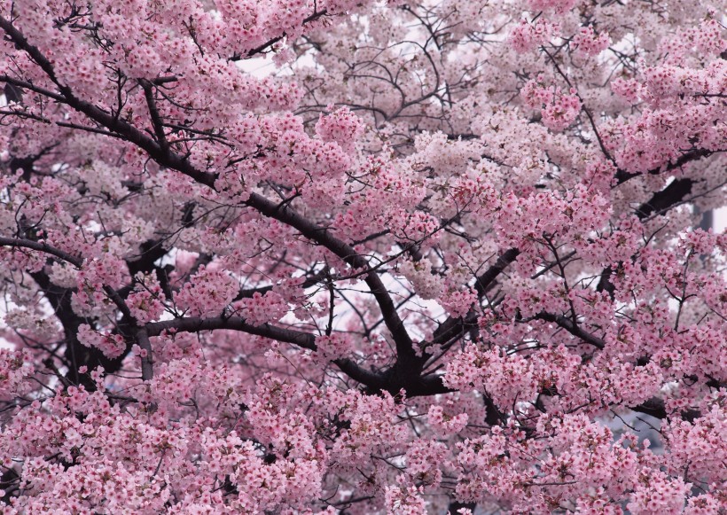 迷人花朵背景图片