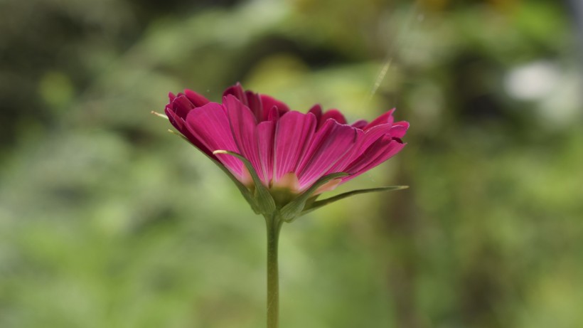 夏季唯美梦幻的鲜花花海桌面壁纸