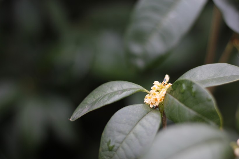 香氣氣人心脾的桂花圖片欣賞