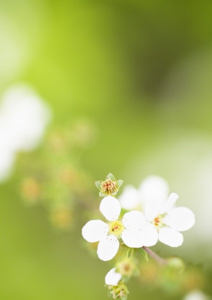 纯香野花图片