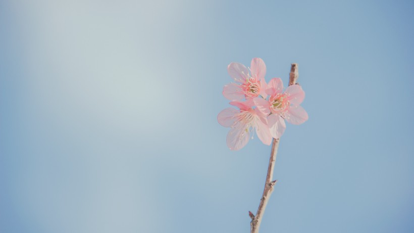 清新雅致的花朵