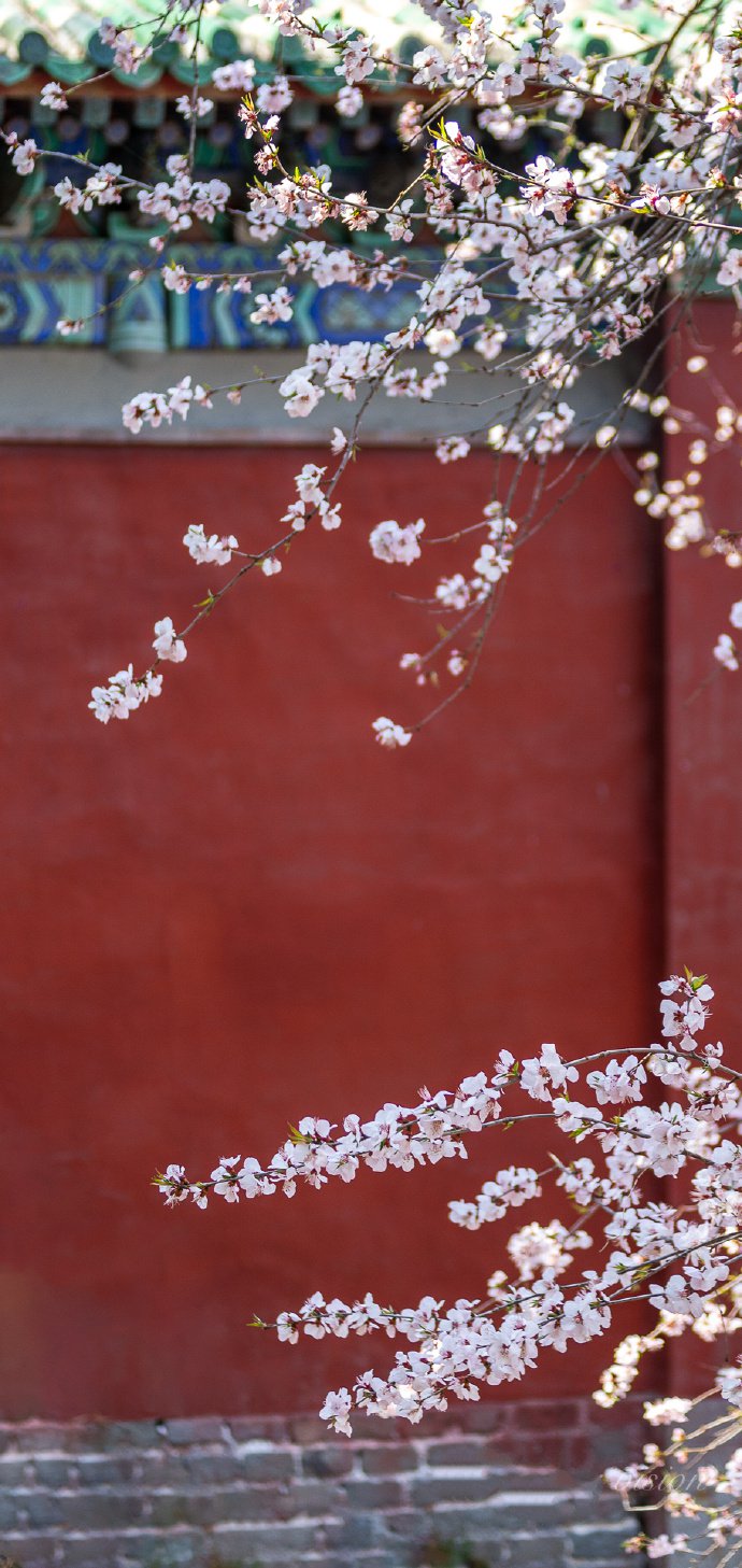 颐和园桃花季，美丽却短暂