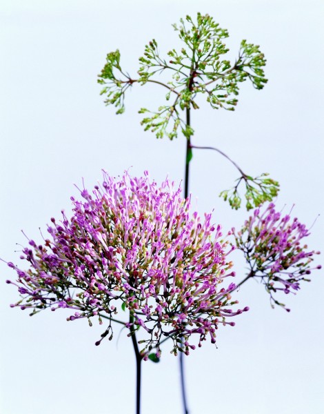 花卉枝节特写图片