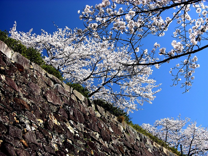 樱花图片