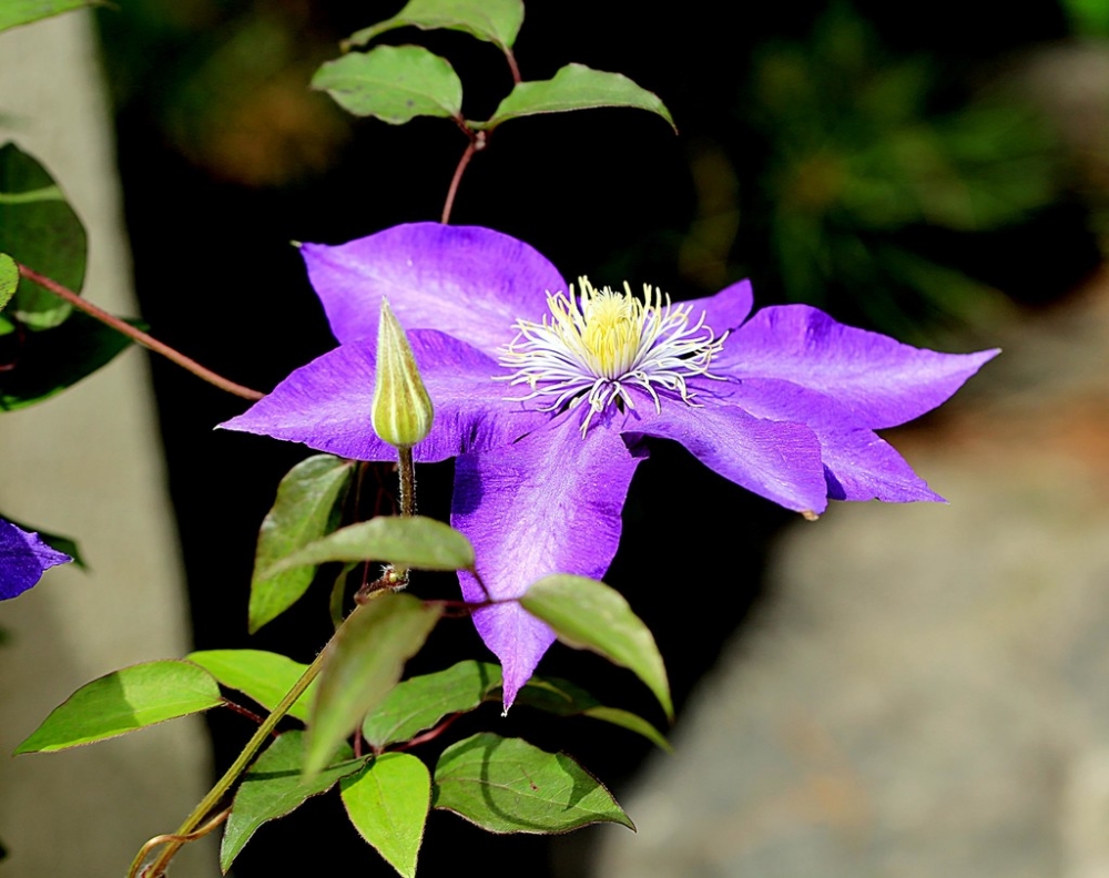 藤蔓植物的漂亮花朵图片欣赏