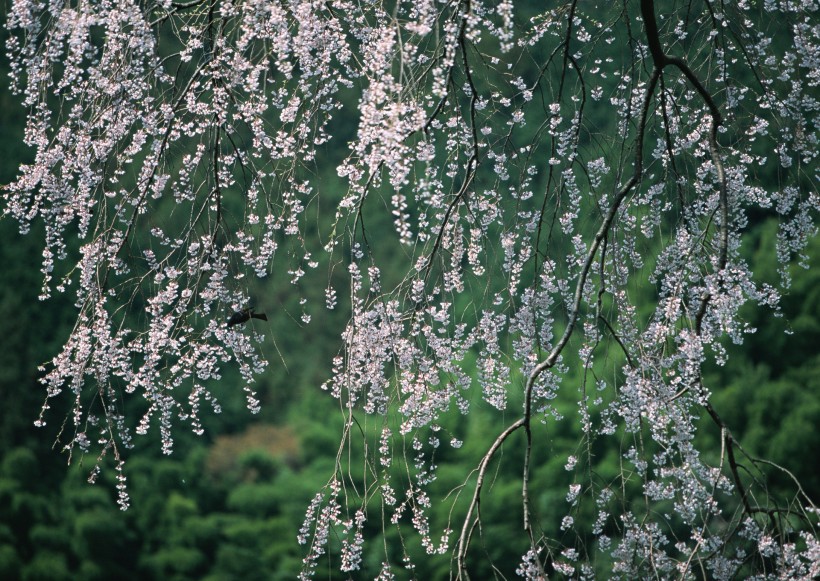 桃花图片