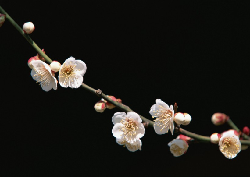 梅花图片