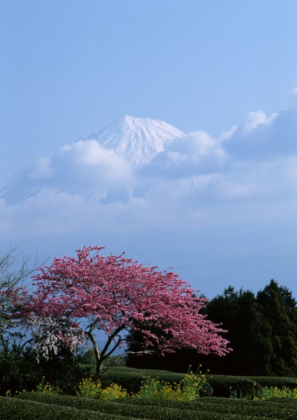 櫻花樹圖片