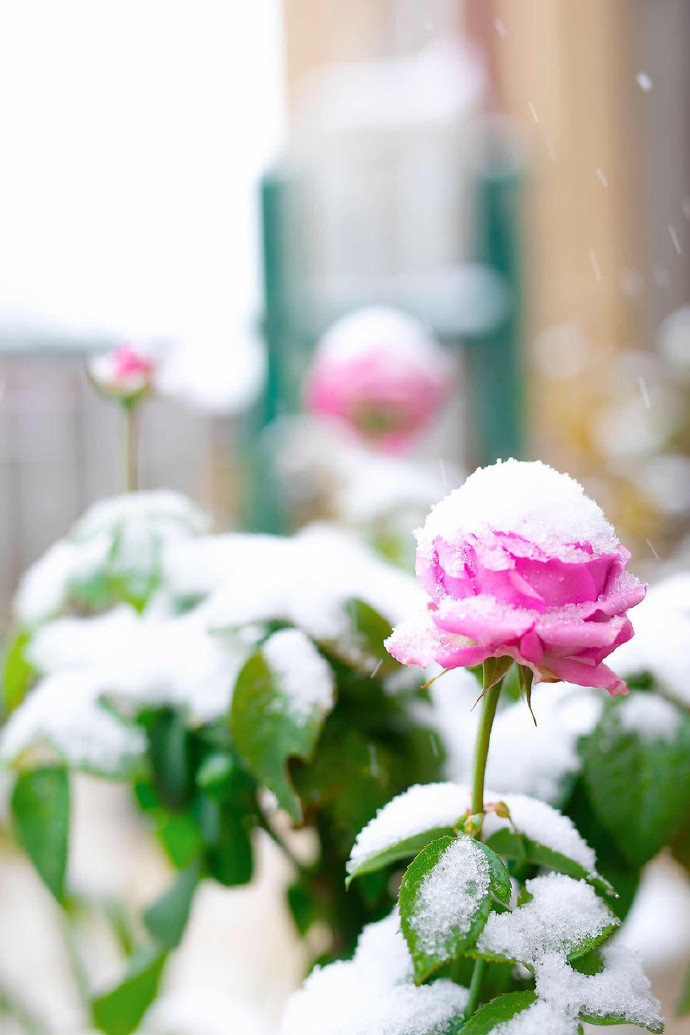 瓊枝疏影，幽姿冷妍 朦朧清黛孤潔，相慰一庭香雪