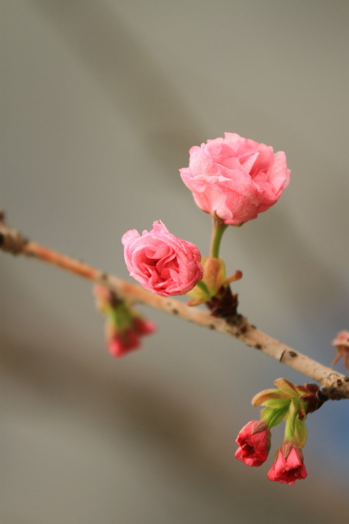 褪盡東風(fēng)滿面妝，可憐蝶粉與蜂狂