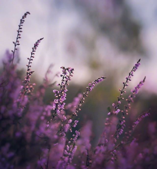 一组意境感很美的紫色的花图片欣赏