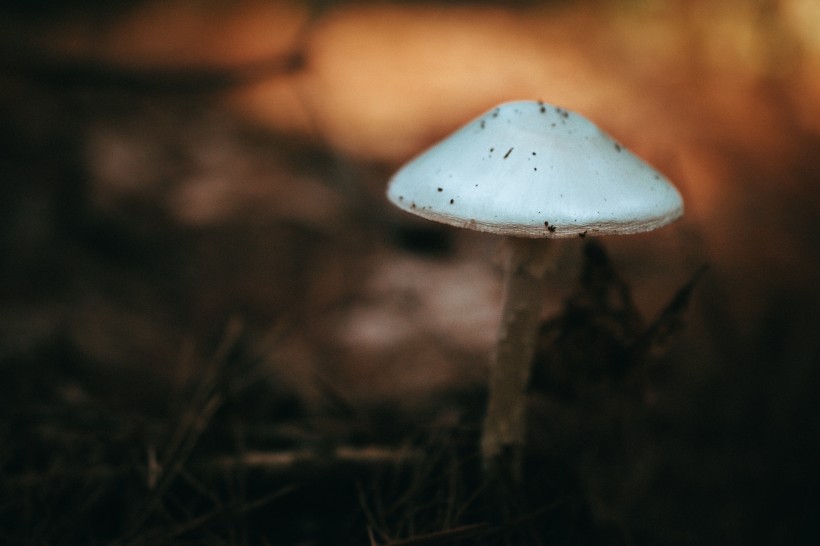 森林里的野蘑菇圖片