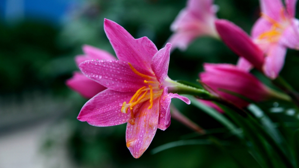 韭蘭花粉紅色的花朵隨處可見非常的漂亮