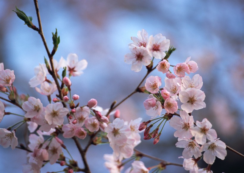 桃花图片