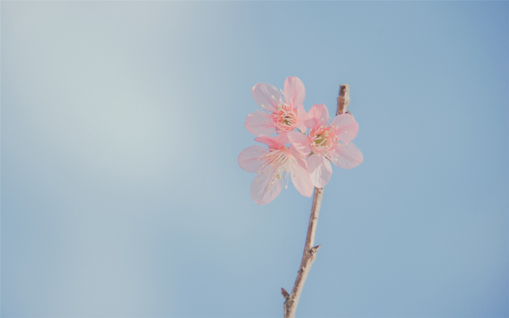 漂亮微距花卉摄影高清图片欣赏