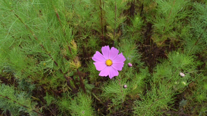 夏季唯美梦幻的鲜花花海桌面壁纸