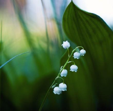 铃兰花的花语是幸福归来、吉祥与好运