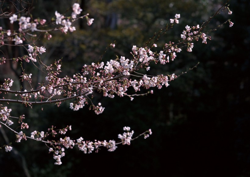 櫻花樹圖片