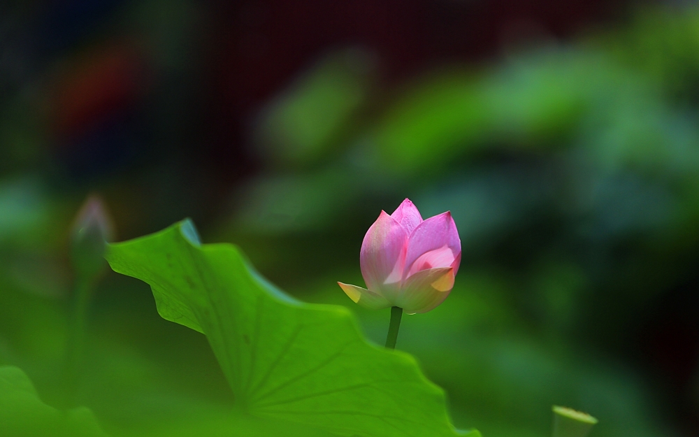 小清新唯美荷花高清桌面壁纸