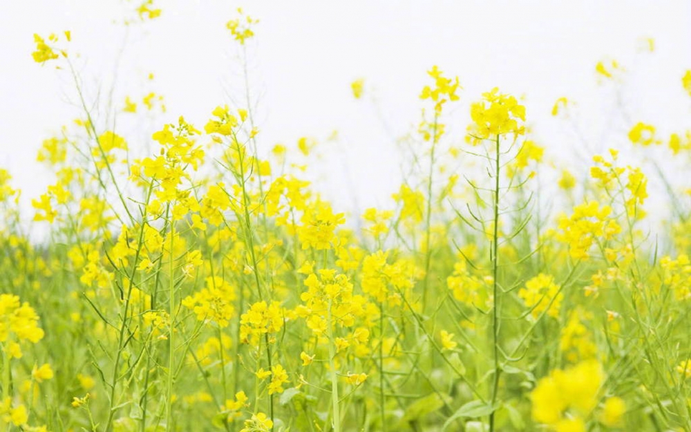 小清新唯美菜籽花海风景图片欣赏