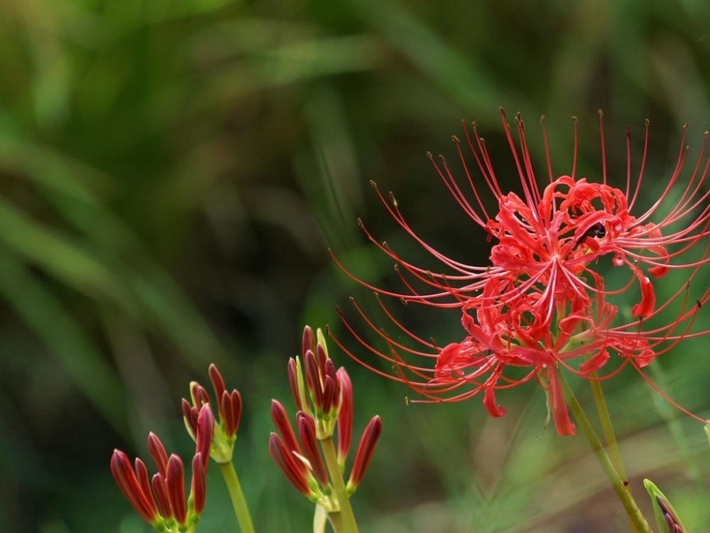 花开彼岸本无岸, 魂落忘川犹在川