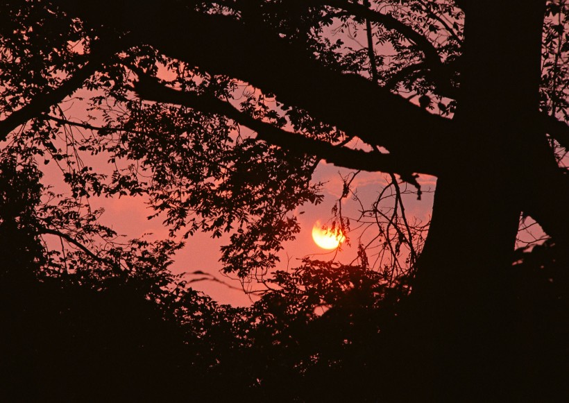 夕阳下的树木图片