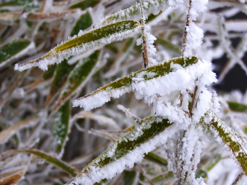 冰雪植物图片