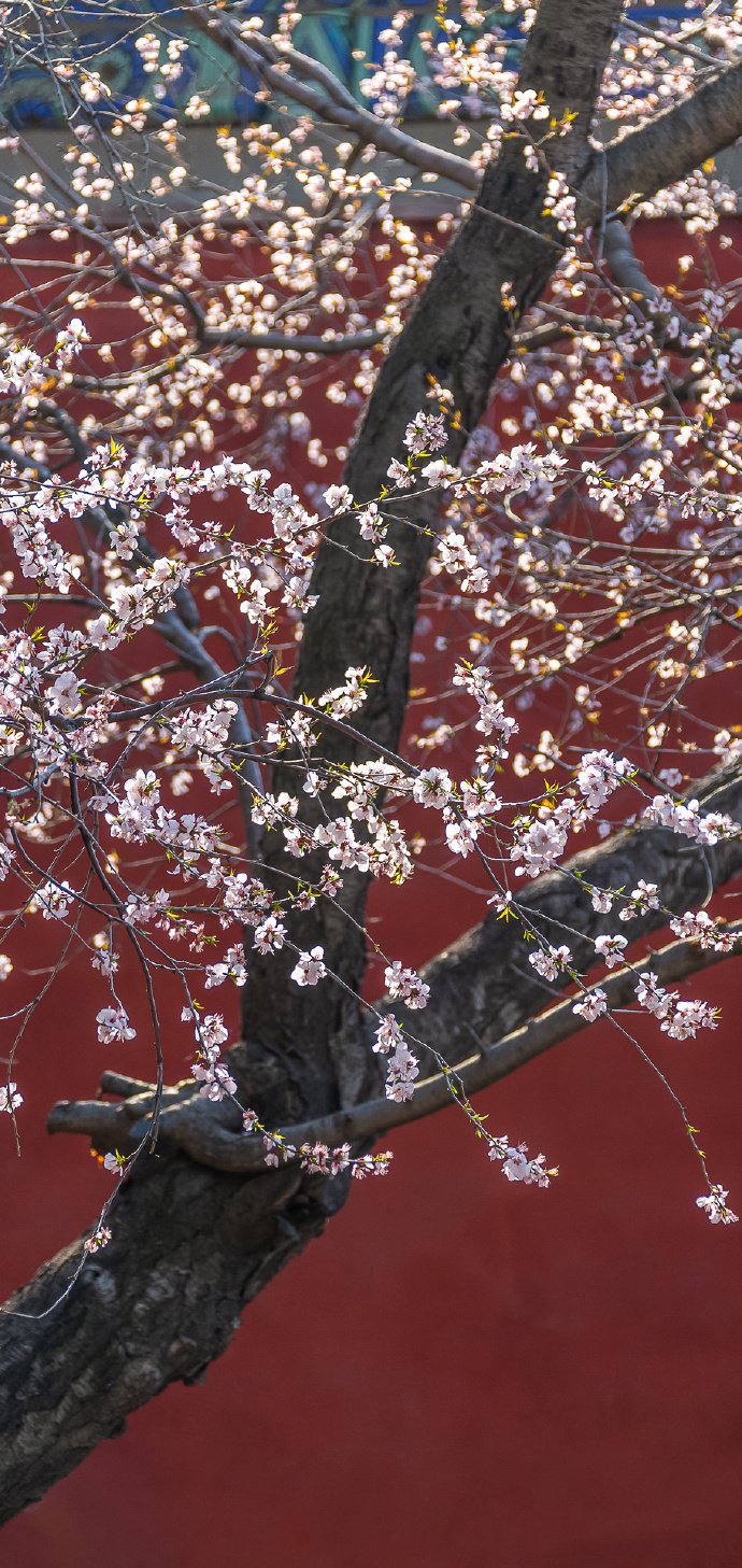 颐和园桃花季，美丽却短暂