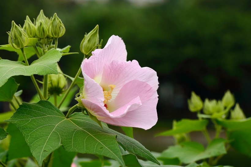 高貴優(yōu)雅的芙蓉花圖片欣賞