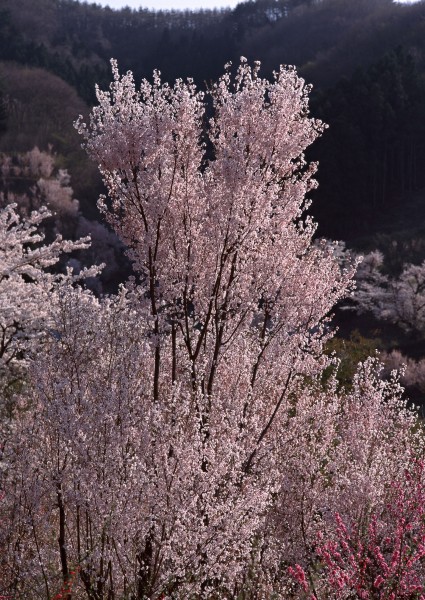 櫻花樹圖片