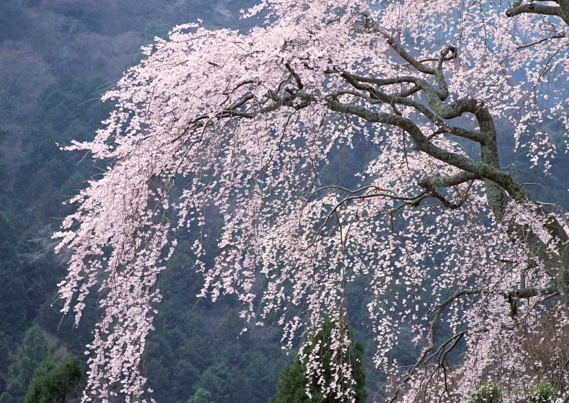 櫻花樹圖片