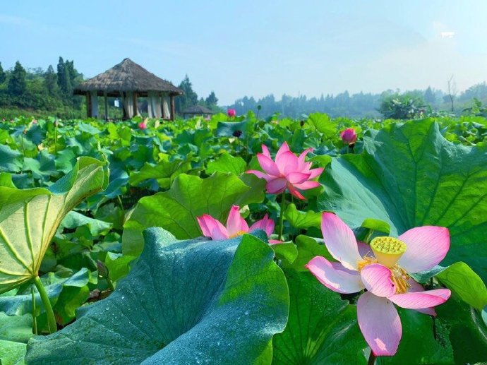 荷花就是田園風(fēng)光的清涼綠色