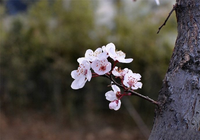 墙角数枝梅，凌寒独自开的梅花图片