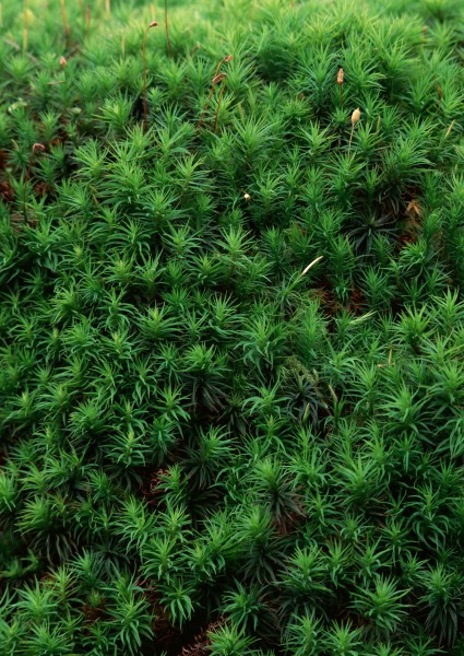 绿色植物背景图片